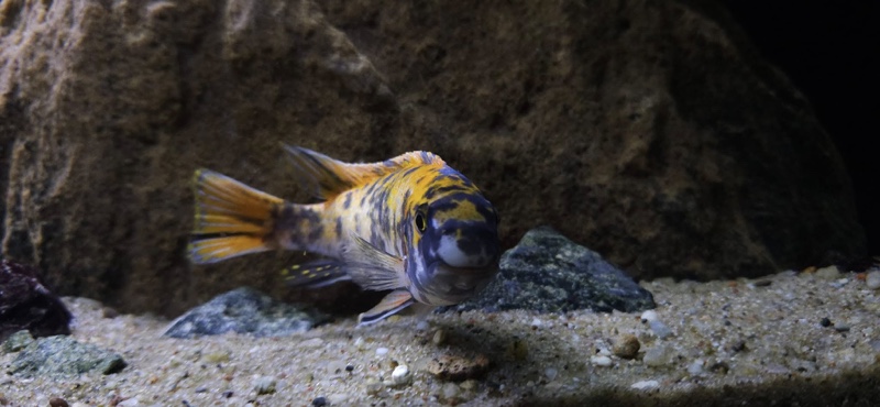 Labeotropheus trewavasae 'Border'